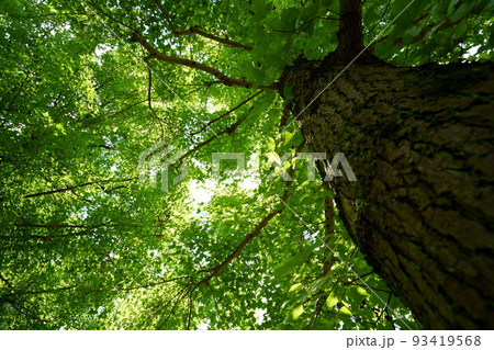 爽やかな夏の森・タイワンフウの大木 爽やかな夏の森・タイワンフウの大木 93419568