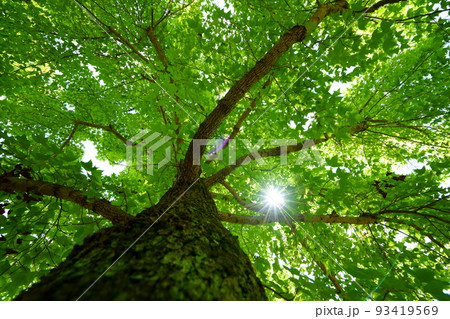 爽やかな夏の森・タイワンフウの大木 93419569