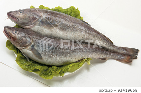 スケトウダラ 大邱 魚 93419668