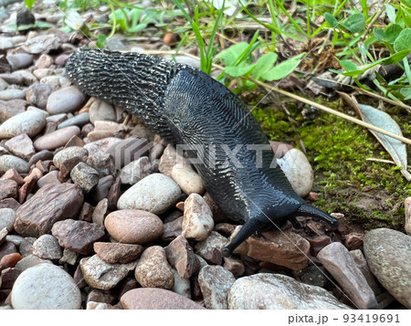 Black slug crawls on gravel. Close-up Black slug crawls on gravel. Close-up 93419691