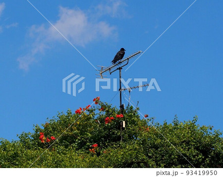風見烏？（オレンジ色のアメリカノウゼンカズラとテレビアンテナにとまったカラス） 93419950