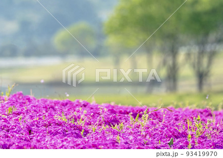 背景素材 春色のイメージ 芝桜と新緑 背景素材 春色のイメージ 芝桜と新緑 93419970