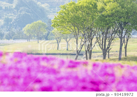 背景素材 春色のイメージ 芝桜と新緑 背景素材 春色のイメージ 芝桜と新緑 93419972