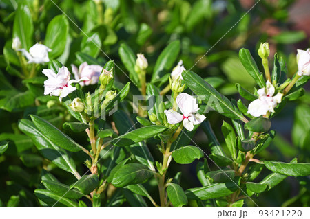 ビンカ ビンカ 93421220