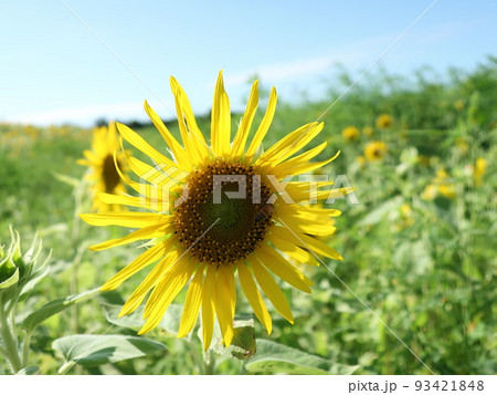 新潟県 阿賀野市 ひまわりとミツバチ 新潟県 阿賀野市 ひまわりとミツバチ 93421848