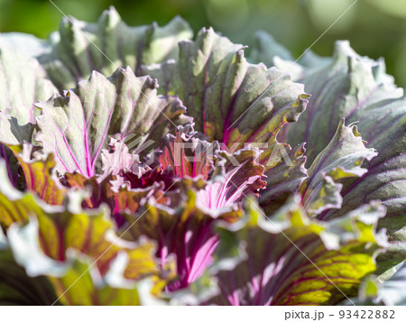 Close up of endless field with green leaves and purple veins of red cabbage plants. Close up of endless field with green leaves and purple veins of red cabbage plants. 93422882