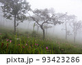 Wild siam tulip field ( Curcuma sessilis ) with mist in the morning at Pa Hin Ngam national park . Chaiyaphum , Thailand . 93423286