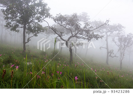 Wild siam tulip field ( Curcuma sessilis ) with mist in the morning at Pa Hin Ngam national park . Chaiyaphum , Thailand . 93423286