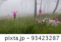 Wild siam tulip field ( Curcuma sessilis ) with mist in the morning at Pa Hin Ngam national park . Chaiyaphum , Thailand . 93423287