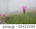 Wild siam tulip field ( Curcuma sessilis ) with mist in the morning at Pa Hin Ngam national park . Chaiyaphum , Thailand . 93423288