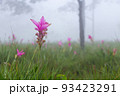 Wild siam tulip field ( Curcuma sessilis ) with mist in the morning at Pa Hin Ngam national park . Chaiyaphum , Thailand . 93423291