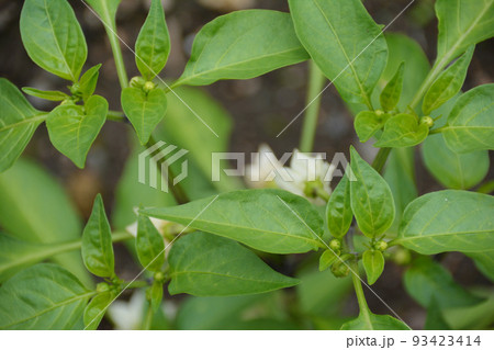 家庭菜園 ミニパプリカ 93423414