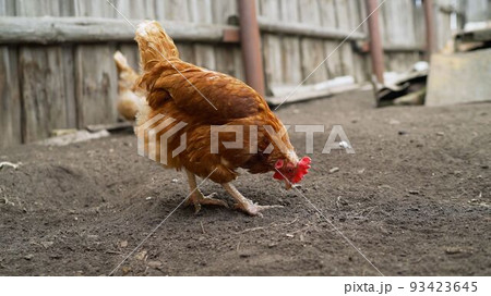 A brown chicken walks around the farm yard in sunny weather. A brown chicken walks around the farm in summer. 93423645