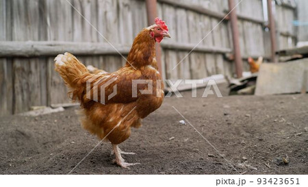 Raising birds for food. A chicken in the farm yard walks around the yard. A brown hen walks around the farm. 93423651