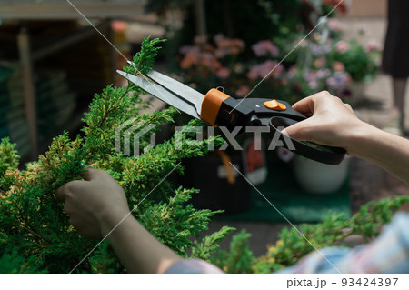 Woman gardener cutting bushes in the garden with a trimmer Woman gardener cutting bushes in the garden with a trimmer 93424397