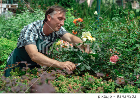 Gardener landscaping and taking care of beautiful roses 93424502