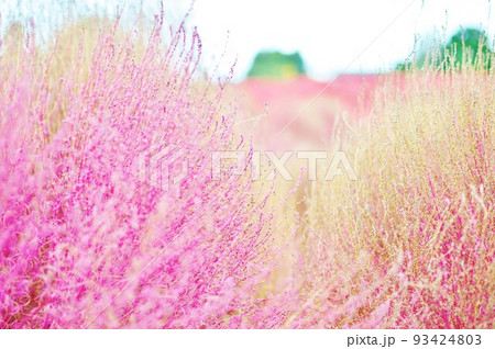 大分農業文化公園コキアの風景 るるパーク 大分農業文化公園コキアの風景 るるパーク 93424803