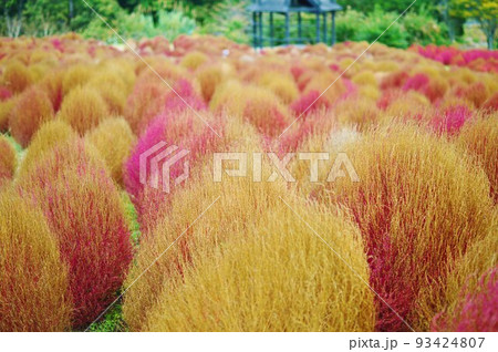 大分農業文化公園コキアの風景 るるパーク 大分農業文化公園コキアの風景 るるパーク 93424807