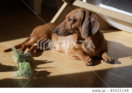 A hunting dog of the dachshund breed has closed its eyes and lies relaxed on the floor in the apartment under the bright morning sun. 93425148