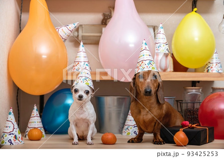 Two dogs sit in a festive interior among colorful balloons, tangerines and birthday caps with caps on their heads. 93425253
