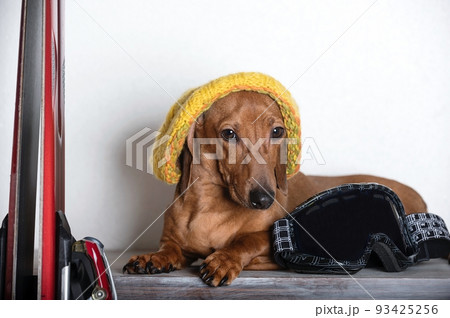 A hunting dog of the Dachshund breed in a yellow knitted winter hat poses near mountain skis on a white background in a photo studio. A hunting dog of the Dachshund breed in a yellow knitted winter hat poses near mountain skis on a white background in a photo studio. 93425256