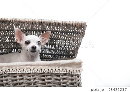 A small white chihuahua dog lies on a large wicker basket filled with linen and smiles. A small white chihuahua dog lies on a large wicker basket filled with linen and smiles. 93425257