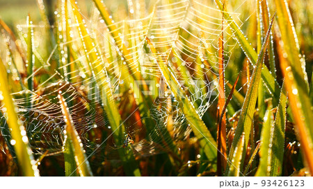 Asian golden rice paddy field vietnam green farm. Harvest agriculture planting cultivation gold, green rice terraces organic farm with tropical natural sunrise. Eco agriculture rice landscape concept 93426123