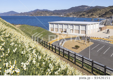 のもざき水仙まつり【長崎県長崎市野母町】 のもざき水仙まつり【長崎県長崎市野母町】 93426151