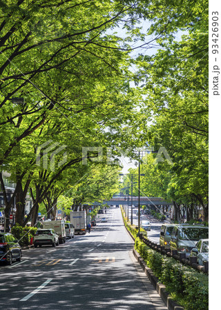 新緑の表参道の風景・陽光で輝くケヤキ並木 93426903