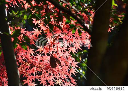 観福寺 2021-12-4 #63 観福寺 2021-12-4 #63 93426912