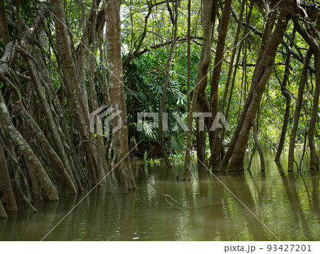 old banyan tree roots In the Little Amazon or Khlong Sang Naen, Phang Nga, Thailand, a famous tourist destination. old banyan tree roots In the Little Amazon or Khlong Sang Naen, Phang Nga, Thailand, a famous tourist destination. 93427201