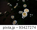 沖縄県宮古島　可憐に咲くランタナの花 93427274