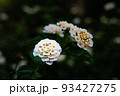 沖縄県宮古島　可憐に咲くランタナの花 93427275