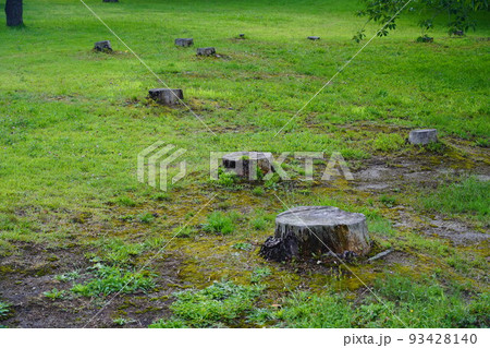 オニウシ公園の芝生と木の切り株 93428140