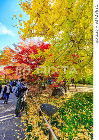東京 世田谷区 秋の九品仏浄真寺の紅葉 東京 世田谷区 秋の九品仏浄真寺の紅葉 93428631