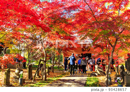 東京　世田谷区　秋の九品仏浄真寺の紅葉　閻魔堂 93428657