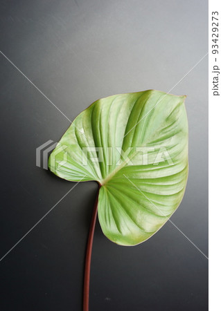 Homalomena rubescens, Philodendron plowmanii, on the black background 93429273