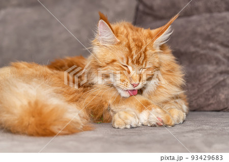 A large red fluffy maine coon cat lies on a carpet 93429683