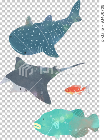 色んな魚のイラスト 93430709