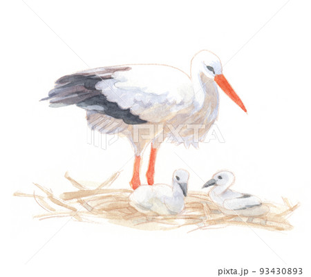 水彩画：鳥3 93430893