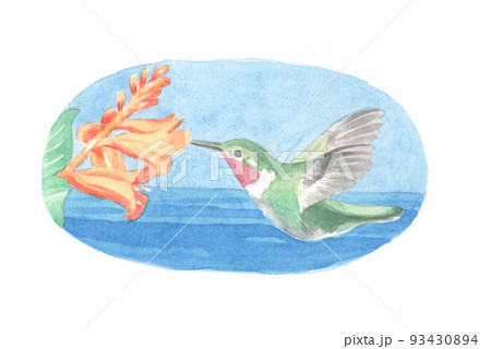 水彩画：鳥2 93430894