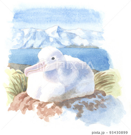 水彩画：鳥1 93430899