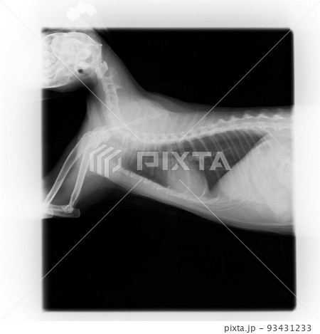 動物病院で撮影した猫の胸部のレントゲン写真 動物病院で撮影した猫の胸部のレントゲン写真 93431233