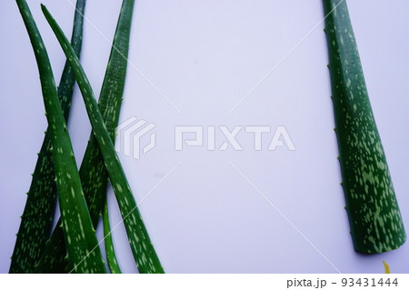 aloe vera on the white background 93431444