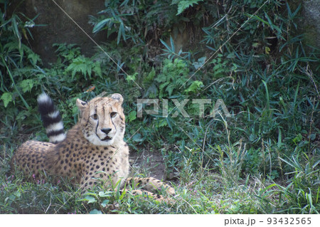 チーター 93432565