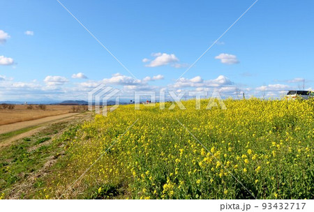 菜の花が咲く春の渡良瀬遊水地 爽やかな風景 栃木 菜の花が咲く春の渡良瀬遊水地 爽やかな風景 栃木 93432717
