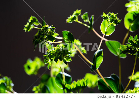 セリ科ミシマサイコ属の一年草ブプレリウム黒背景 93432777