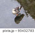 川の中の鴨とその影。全身クローズアップ。顔は横向き。 93432783