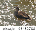 散った桜の花びらが浮かぶ池に浮かぶ鴨のクローズアップ。斜め後ろから。 93432788