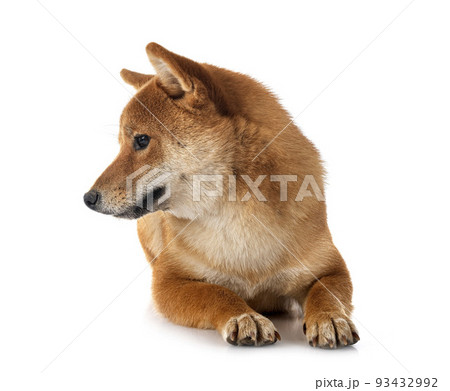 shiba inu in studio shiba inu in studio 93432992